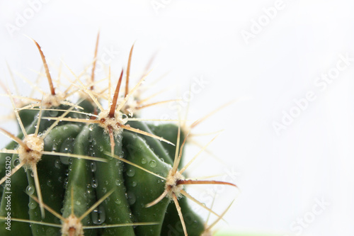 Close-up photo of an isolated green cactus with long thin and sharp spines on a white background