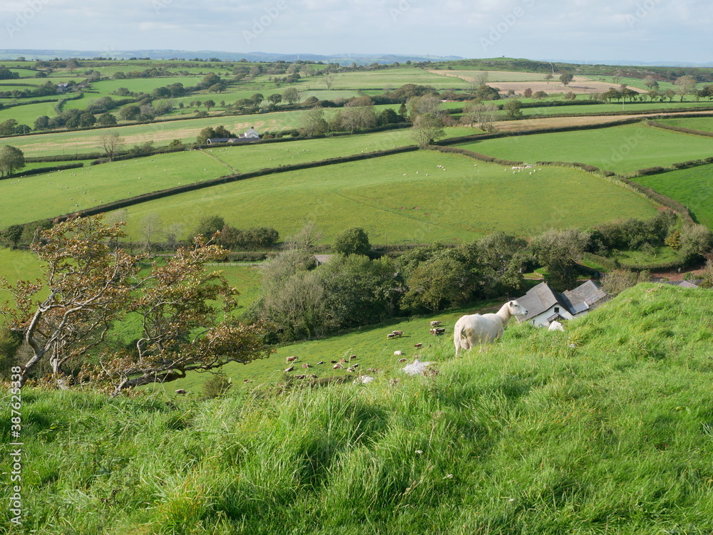 sheep on farm hill