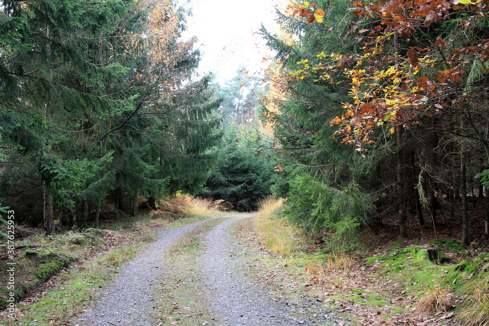 Obraz premium Waldweg im Herbst
