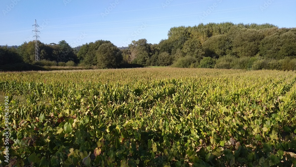 A field of corn in Caldas city 