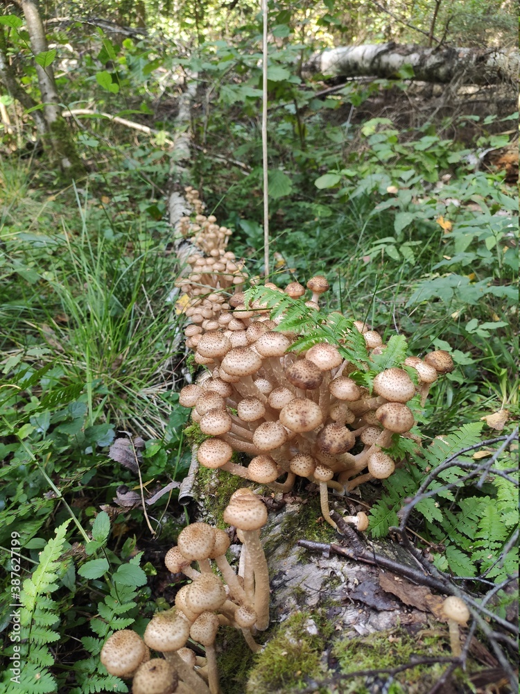 mushrooms in the forest mushrooms in the forest
