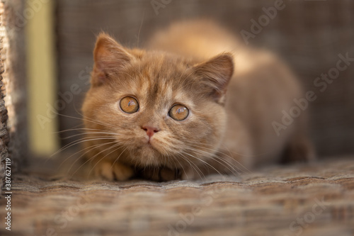 Britisch Kurzhaar Langhaar Kitten Katzenkind  © Wabi-Sabi Fotografie
