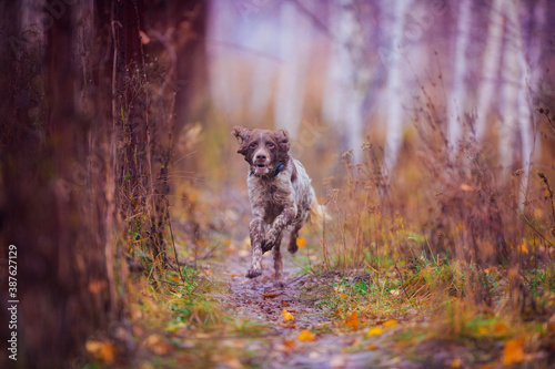 Brown and white langhaar setter running towards camera in autumn