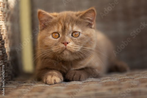 Wallpaper Mural Britisch Kurzhaar Langhaar Kitten Katzenkind  Torontodigital.ca