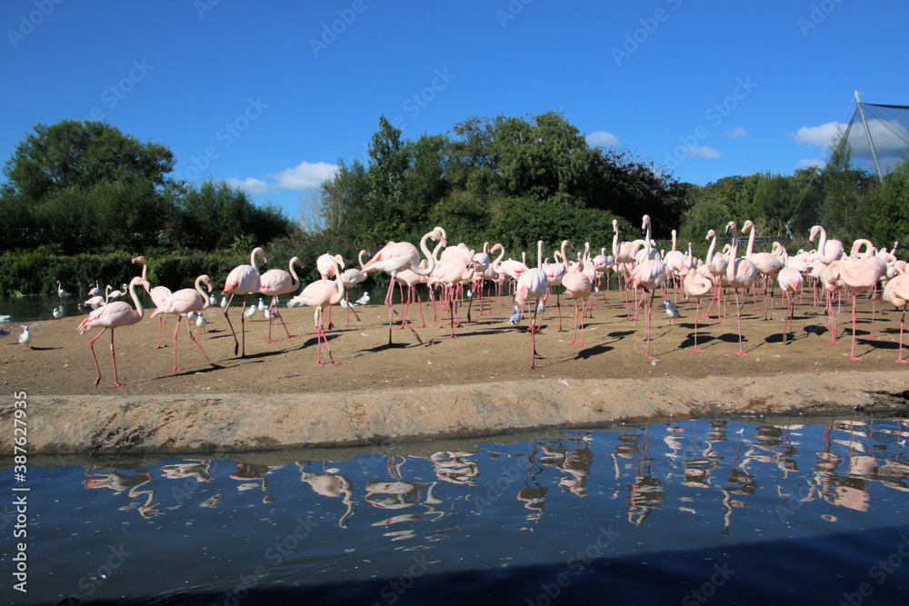 A view of a Flamingo