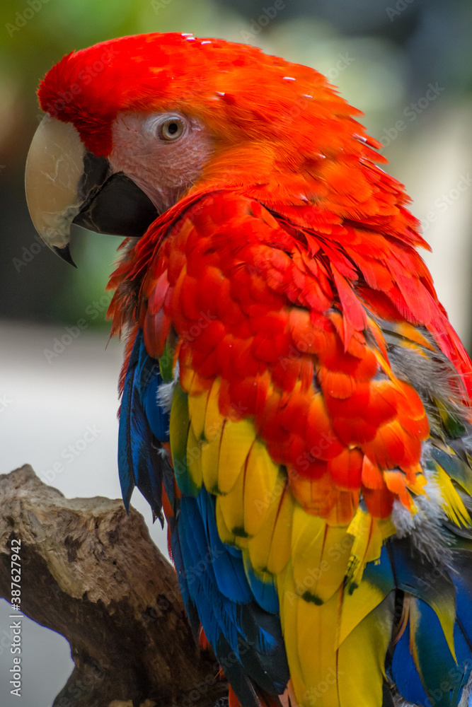 Obraz premium red and yellow macaw
