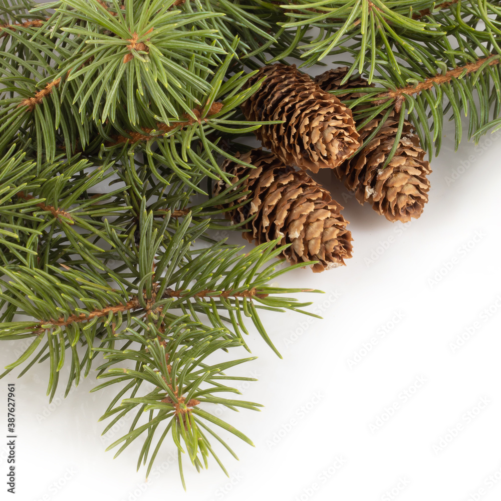 Fototapeta premium isolated image of festive christmas fir branches on white background