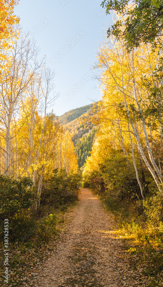 Autumn trail in the sunrise