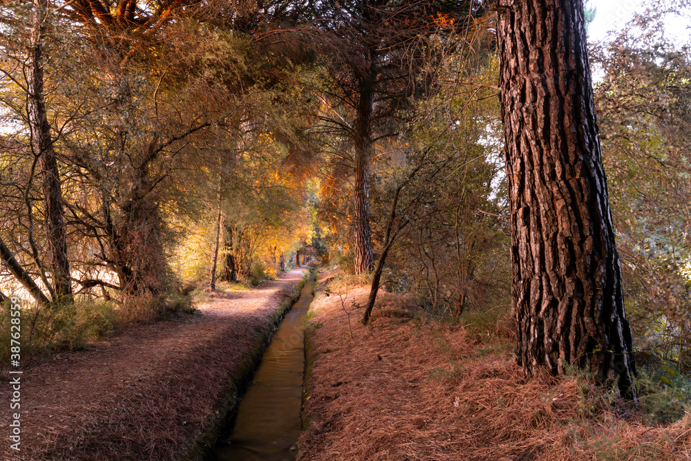 Obraz premium Autumn forest nature. Vivid morning in colorful forest with sun rays through branches of trees. Scenery of nature