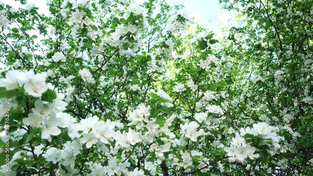 Blooming Apple trees in the garden. Flower background. Springtime. Sunny day. Close-up of white flowers of an Apple tree on branch. Beautiful natural green bokeh and sunlight in the background Blooming Apple trees in the garden. Flower background. Springtime. Sunny day. Close-up of white flowers of an Apple tree on branch. Beautiful natural green bokeh and sunlight in the background