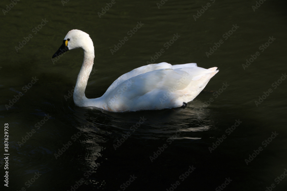 Naklejka premium A close up of a Whistling Swan