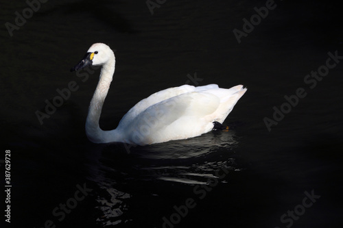 Fototapeta Naklejka Na Ścianę i Meble -  A close up of a Whistling Swan