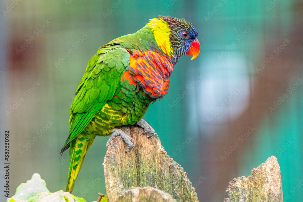 Fototapeta premium The rainbow lorikeet or Trichoglossus moluccanus