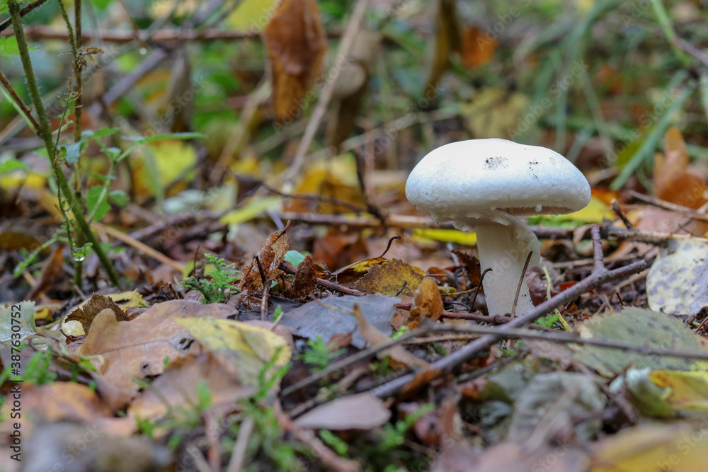 Mushrooms in autumn in the forest Mushrooms in autumn in the forest