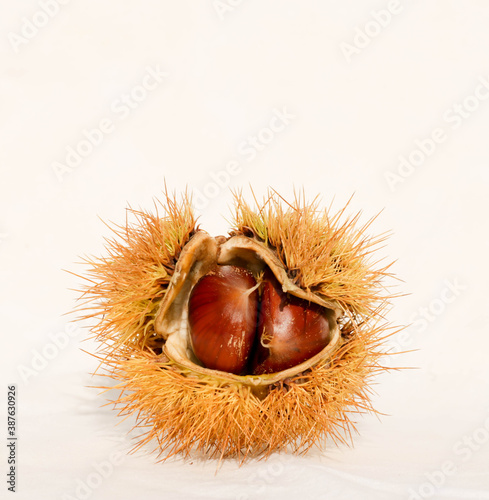 chestnuts isolated for background