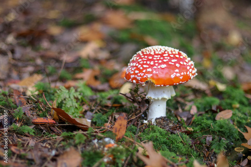 Mushrooms in autumn in the forest © betzge