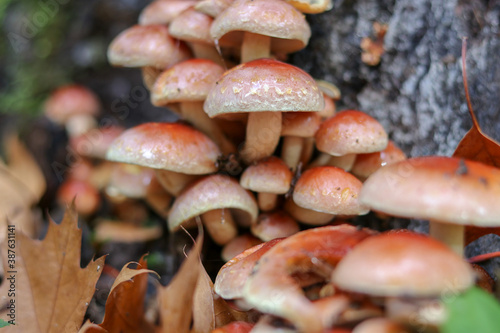 Mushrooms in autumn in the forest