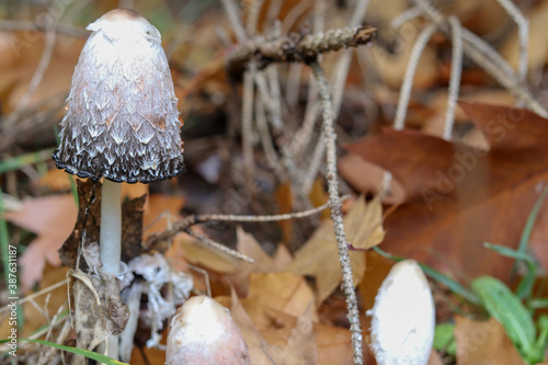 Mushrooms in autumn in the forest