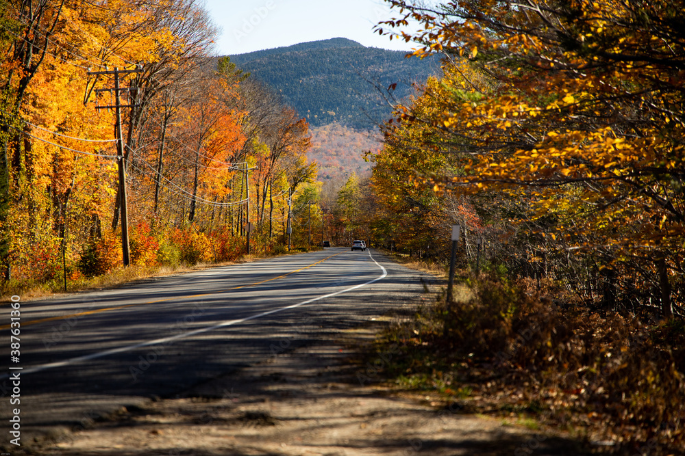 Obraz premium road in forest