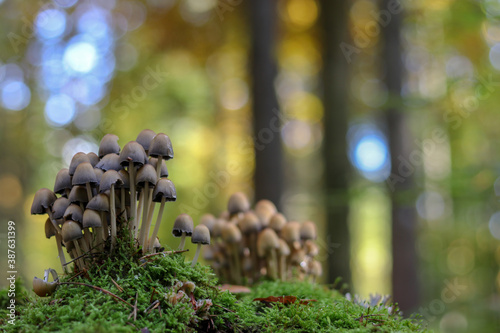 Mushrooms in autumn in the forest