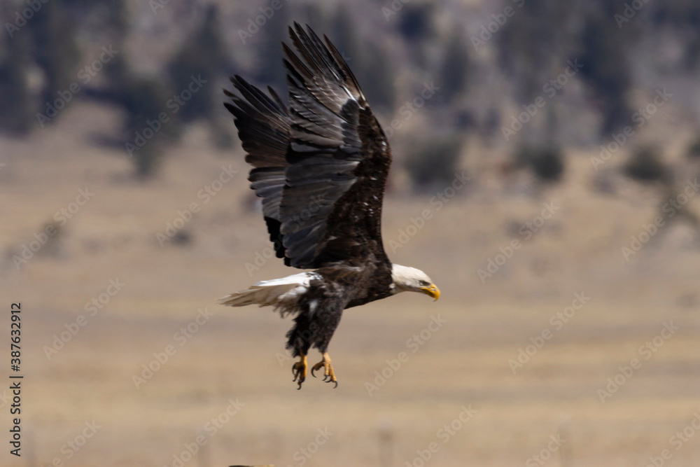 Bald Eagles at Eleven Mile Reservoir in Late Autumn Bald Eagles at Eleven Mile Reservoir in Late Autumn