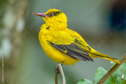 young Black naped Oriole perched on branch
 photo