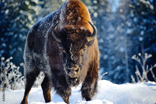 Aurochs (bison) in the wild, in winter, against the background of forest and snow, in their natural habitat. Beautiful landscape with wild animals