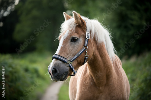 Haflinger Pferd in der Natur, Senior , isoliert HQ 300 DPI