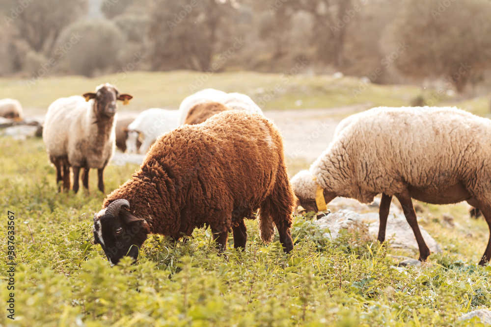 Obraz premium Rural farm animals sheep and goats grazing during sunset, farm cattle outdoors, portrait close up. Scenic countryside with domestic animals