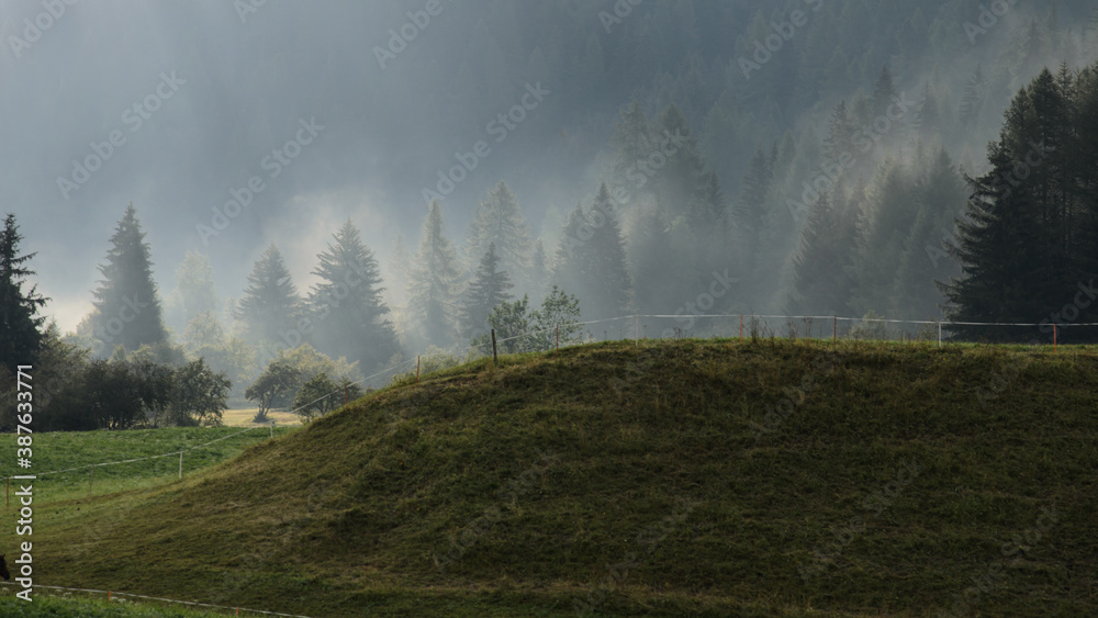 Forest of foggy morning with trees in mist. Mysterious scene in Swiss Alps with tree silhouette.