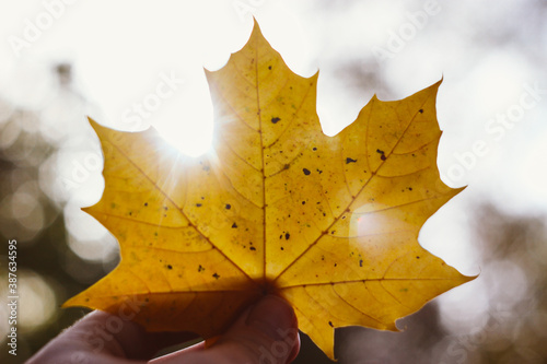 Autumn Leaf, Fall Mood, Maple Leaf, Nature, Trees, Botany, Yellow, Golden