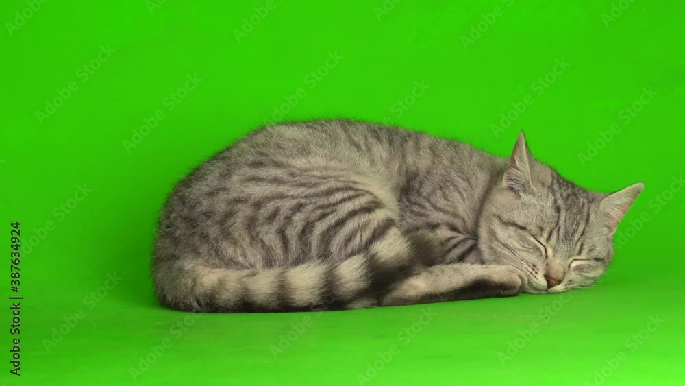 Tabby gray cat kitten playing green screen background.