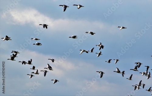 a flock of geese flies in the daytime