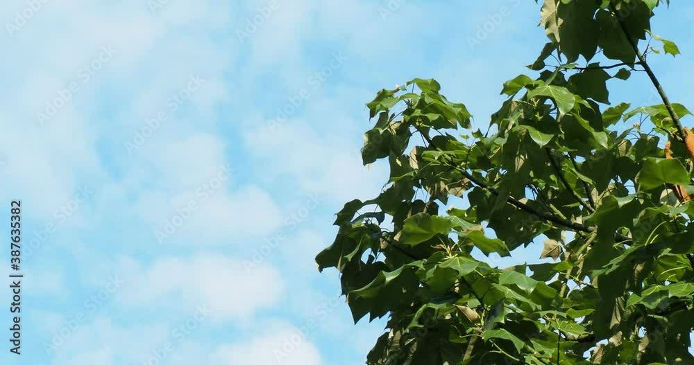 One morning in the park on a sunny September day. Branches and green leaves of trees blown by the wind against the background of blue sky and clouds. One morning in the park on a sunny September day. Branches and green leaves of trees blown by the wind against the background of blue sky and clouds.