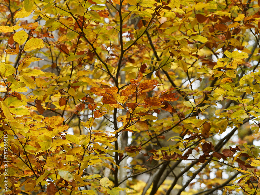 Nahaufnahme auf Goldfarben Buchenblättern (Fagus sylvatica) in Herbstfarben