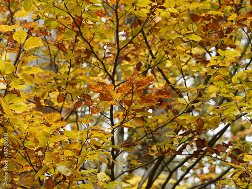 Nahaufnahme auf Goldfarben Buchenbl  ttern  Fagus sylvatica  in Herbstfarben