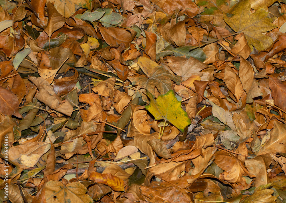 Seamless background of dry yellowed autumn leaves lying in a jumble on the ground Seamless background of dry yellowed autumn leaves lying in a jumble on the ground