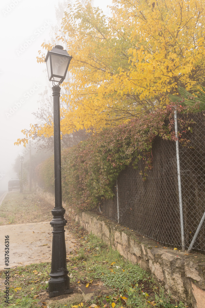 Foggy view with a street light and a tree with yellow leafs