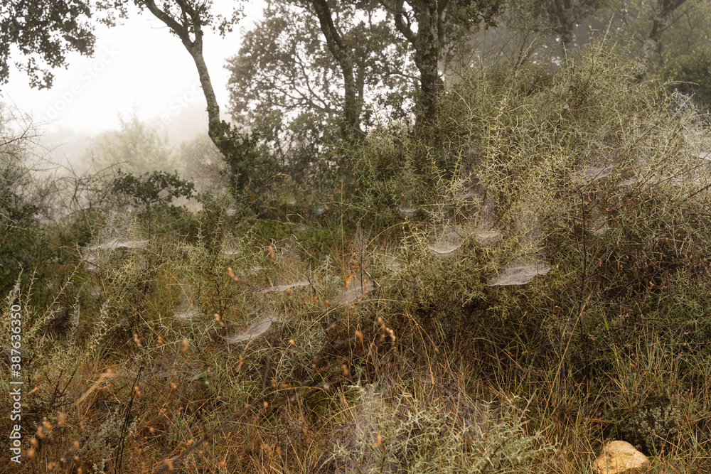 An autumn field full of spiderwebs