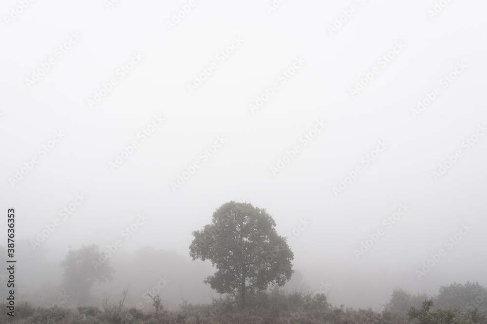 Foggy field with a tree