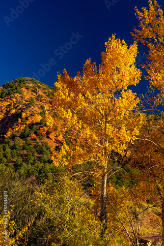 Fall Colors Along Cedar Creek