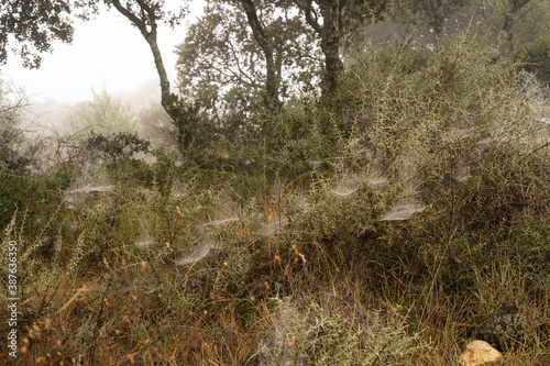 Obraz na płótnie An autumn field full of spiderwebs w salonie