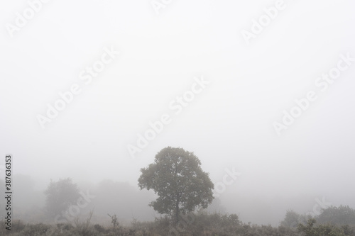 Foggy field with a tree