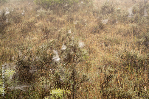 Obraz na płótnie An autumn field full of spiderwebs w salonie