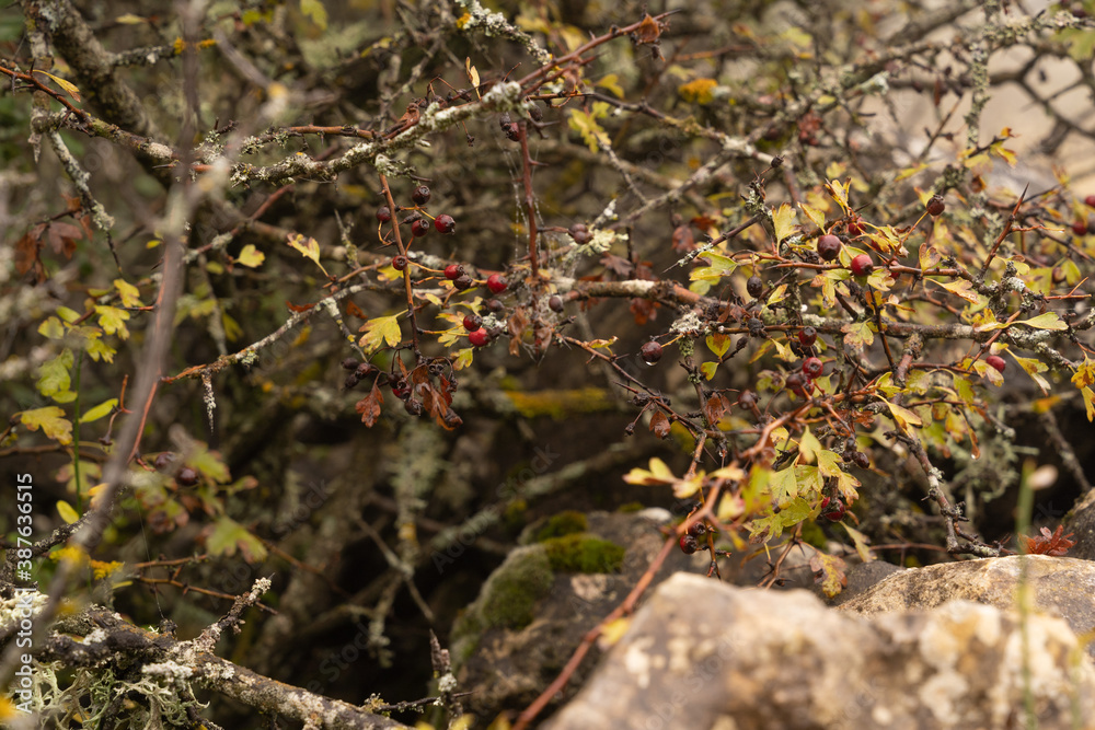 Branches with red berries in autumn