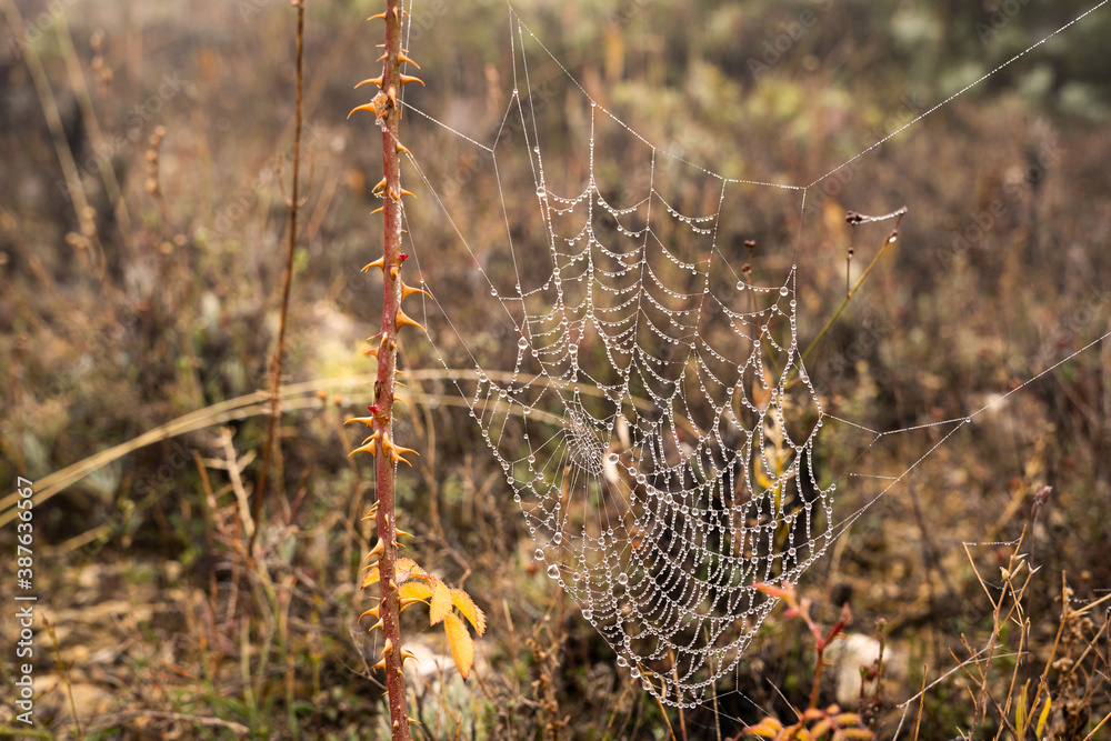 Dewy spiderweb on a autumn field