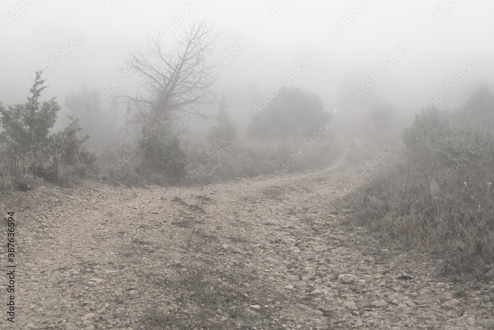 Foggy view with a dead tree, bushes and a road