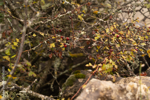 Obraz na płótnie Branches with red berries in autumn w salonie