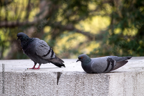 two pigeons resting on a concrete platform 