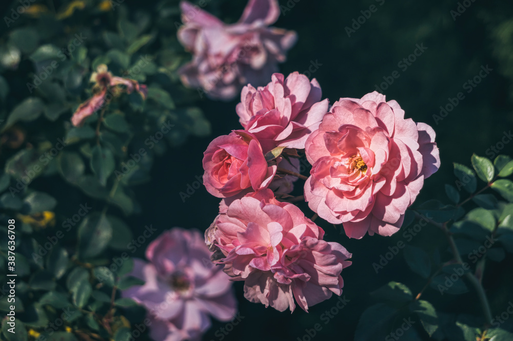 Delicate flower of a autumn English tea rose in the garden Delicate flower of a autumn English tea rose in the garden